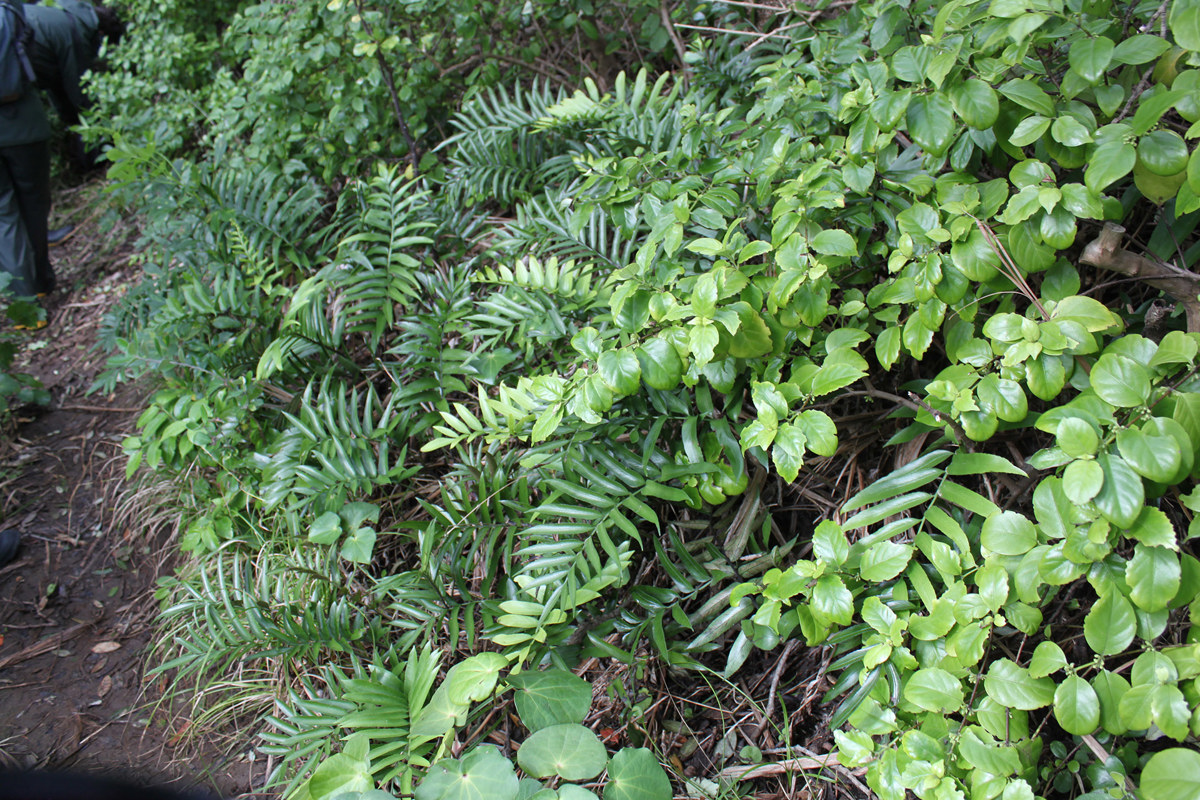 Asplenium obtusatum (1)